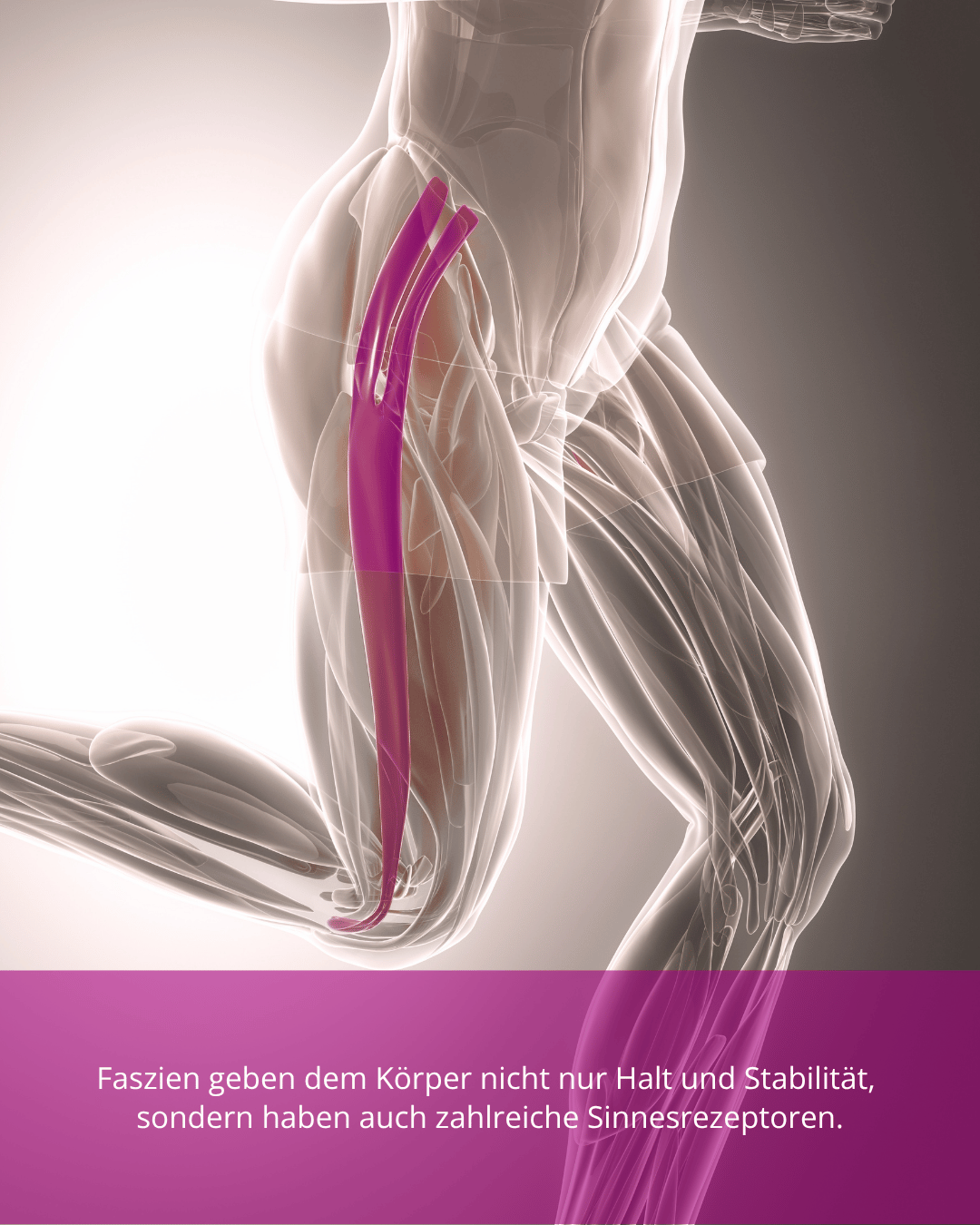 Faszientherapie-Faszienarbeit-Hamburg